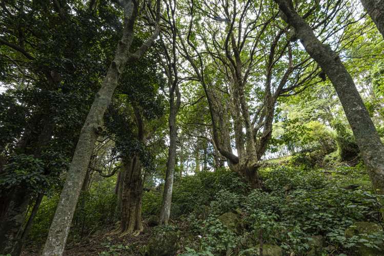 2006a State Highway 1 Whakapara_22