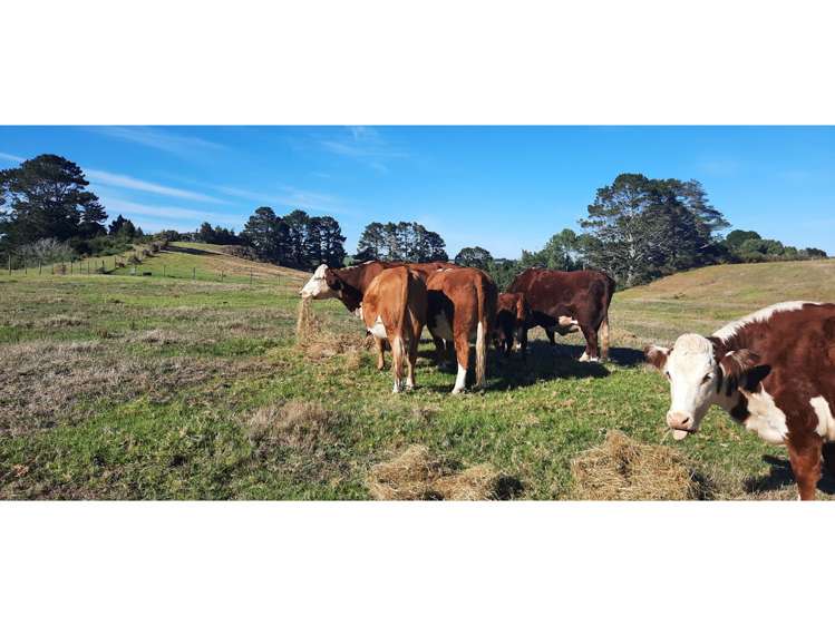 132b Gatfield Road Kaukapakapa_8