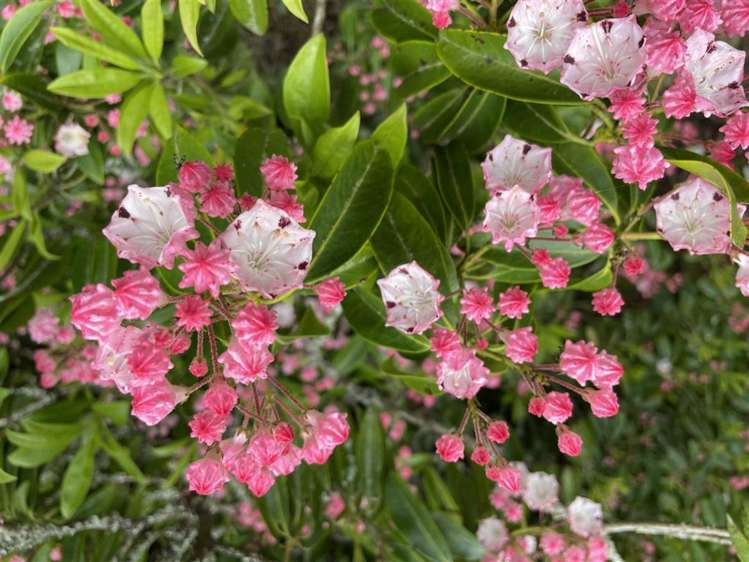 488 Tapuwae Road Benneydale_13