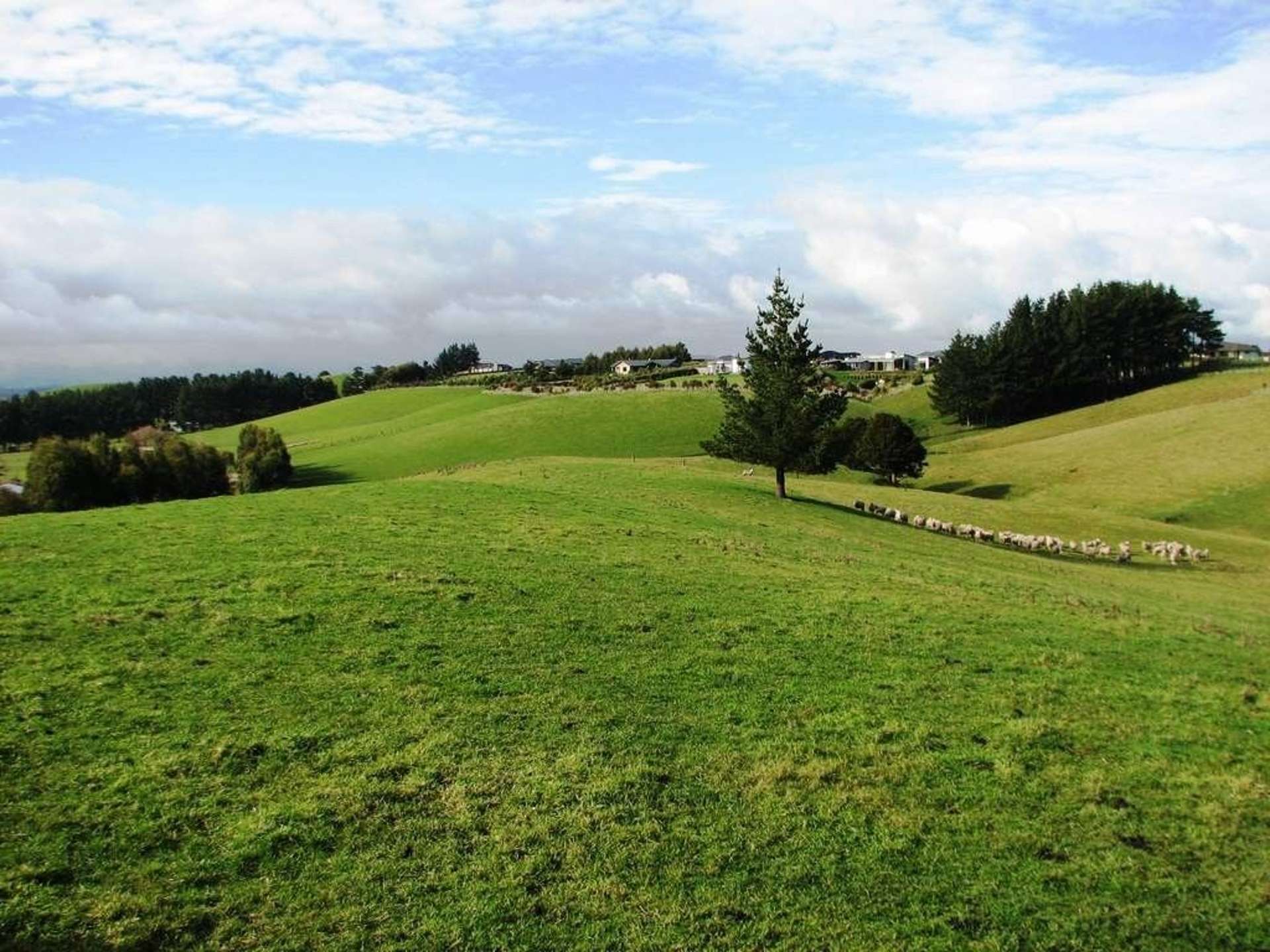 Maewa Road Feilding_0