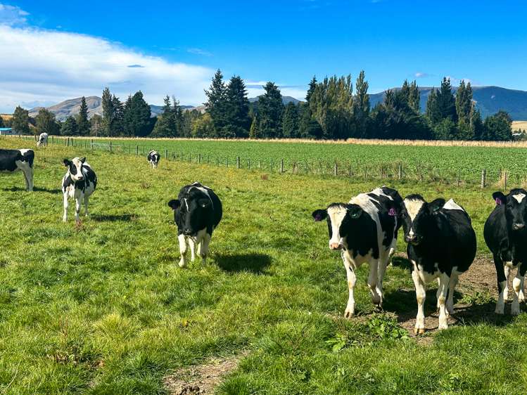 465 Moncurs Road West Otago Surrounds_6