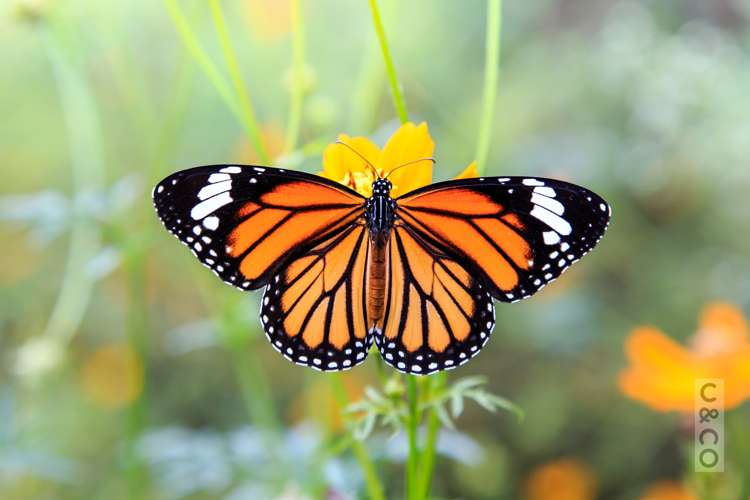 22c Sunnyvale Road Swanson_20