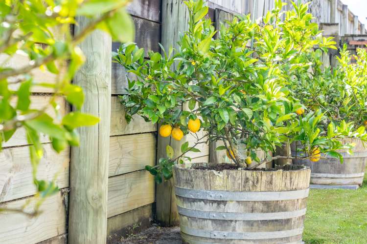 4 Aragon Grove Kingsley Heights_20