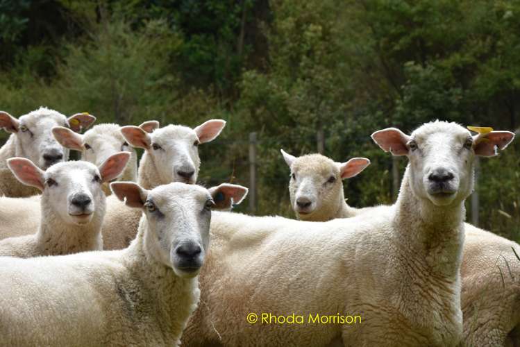 318 Franklin Road Paparoa_31