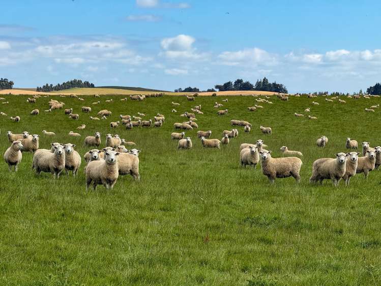 209 Quertier Road Kaiwera_4