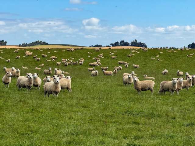 209 Quertier Road Kaiwera_4