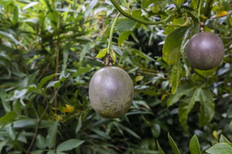 14 Chilton Drive Mairehau_14