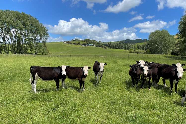 101 Guy Road Kaipara Flats_1