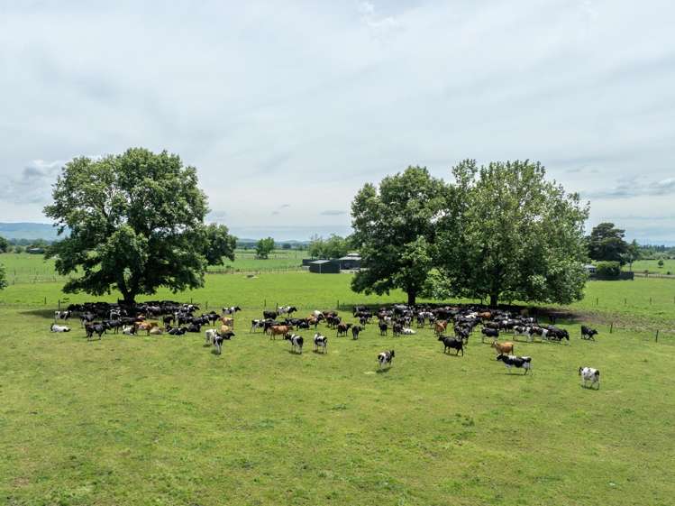 406 Manhire Road Morrinsville_19