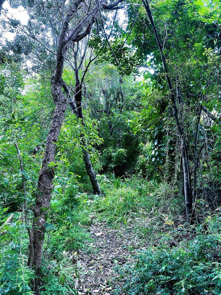 2a Hammond Avenue Hatfields Beach_13