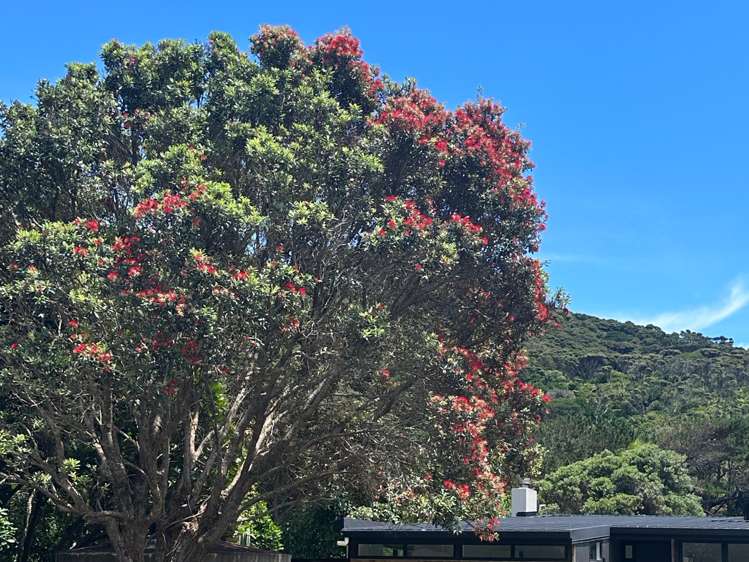 8 Erangi Place Bethells Beach_33