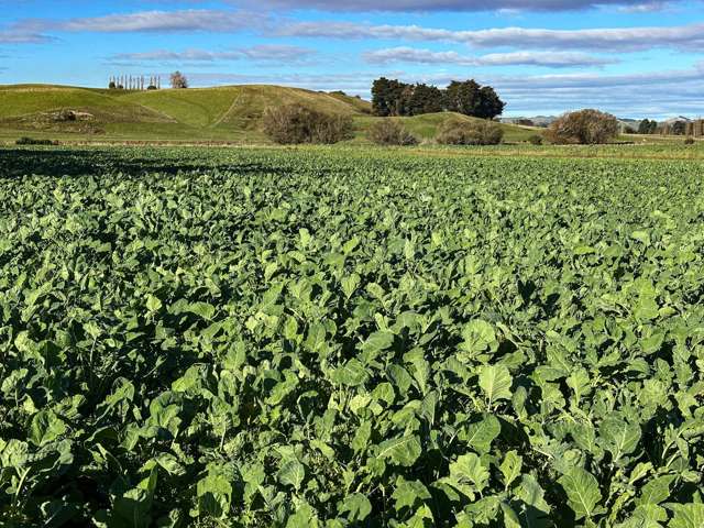 2 McLaggan Road Waimumu_2