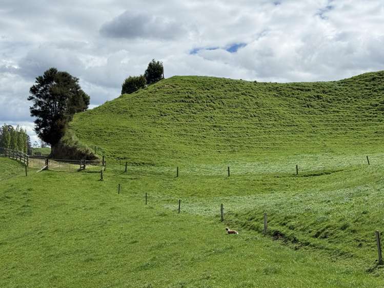 141 Puketirau Road Tirau_8