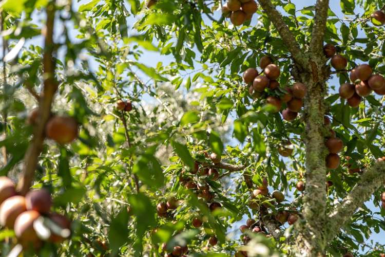 10A Bridgman Lane, Tanners Point Katikati_36