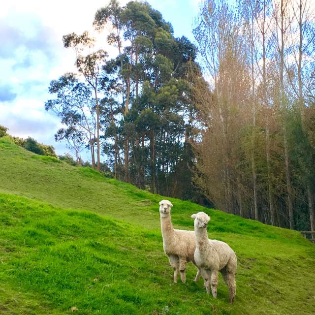 306 Pahoia Road Whakamarama_4