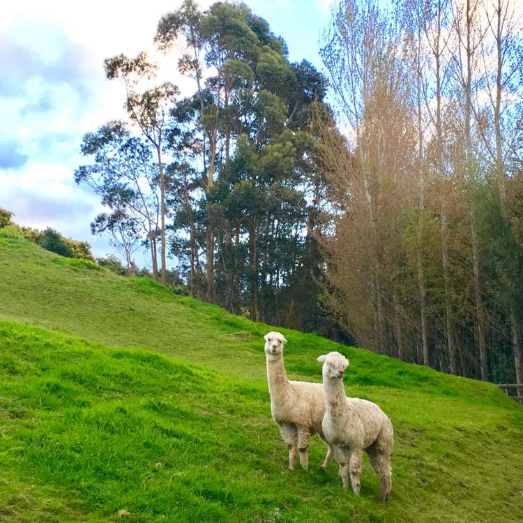 306 Pahoia Road Whakamarama_4