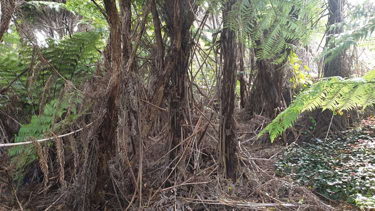 50 Blackwell Drive Great Barrier Island (Aotea Island)_2