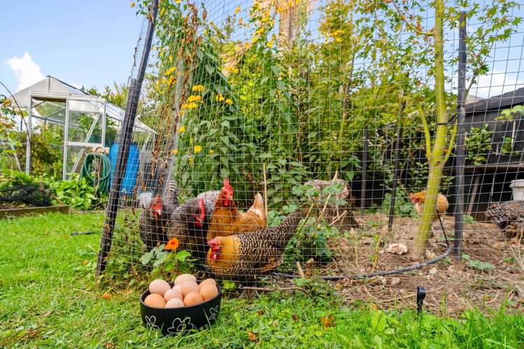 11 Himikera Avenue Avondale_38