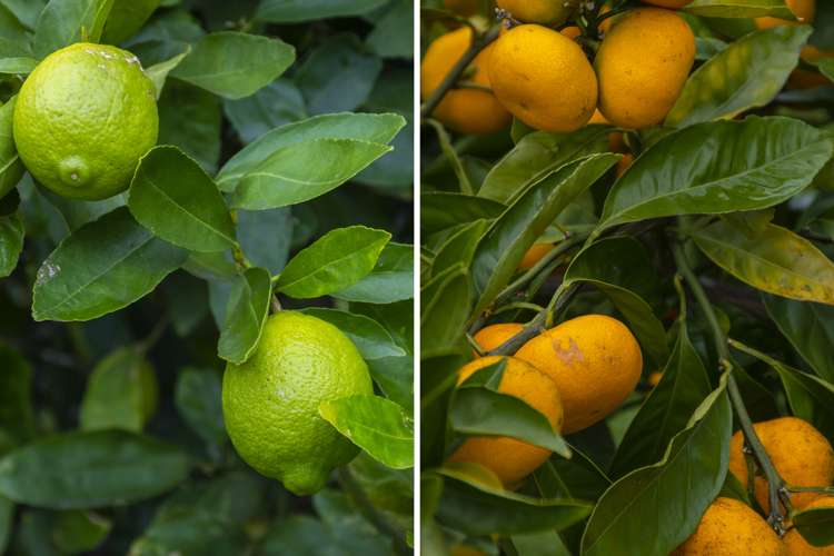 9 Tamworth Place Gate Pa_16