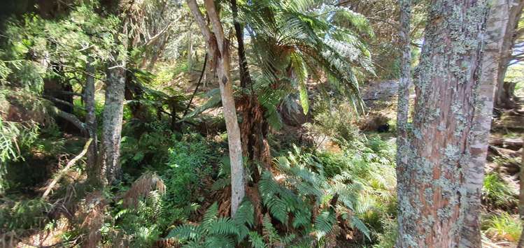 581 Valley Road Kaiwaka_6