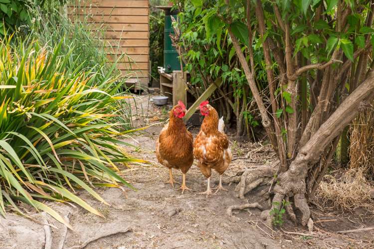 95 Martin Road Fairfield_22