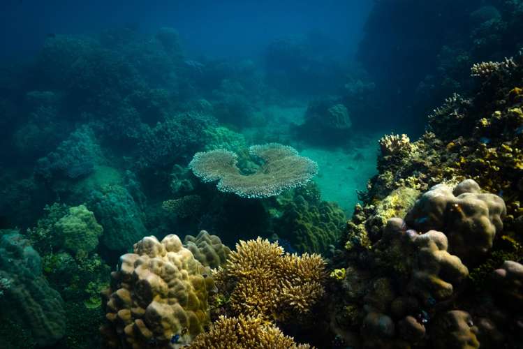 - Nacolase Plantation, Natewa Bay Vanua Levu_16