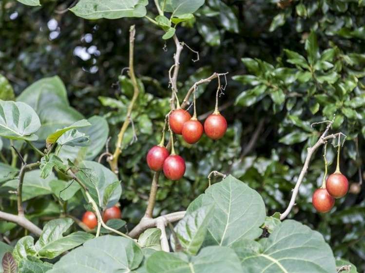 72 Puriri Valley Road Puriri_30