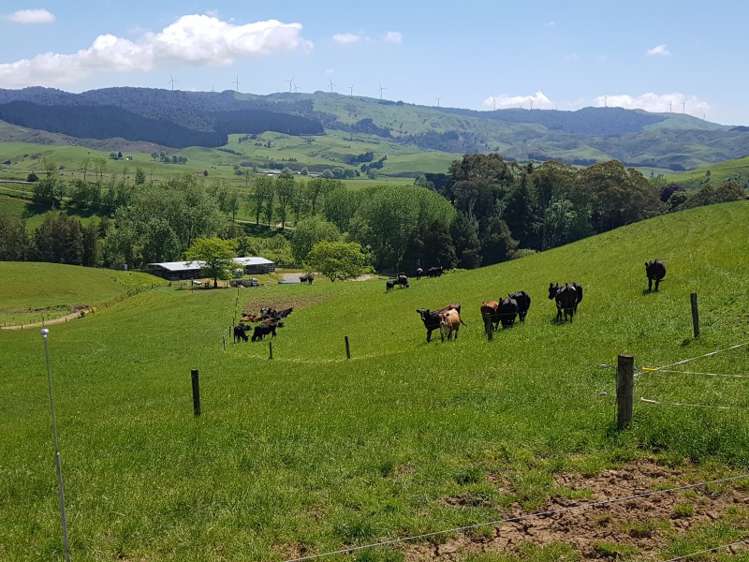 821 Waitetuna Valley Road Raglan_16