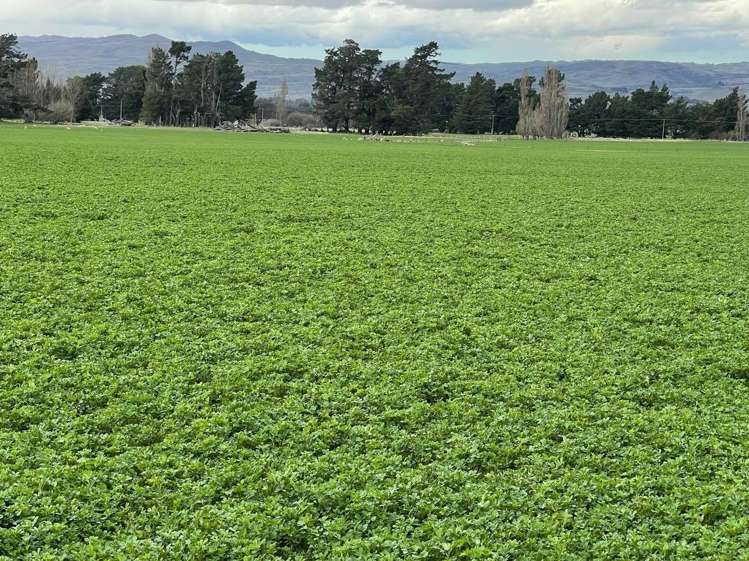 Lot 2 DP 595620 Gladbrook Road Middlemarch_8