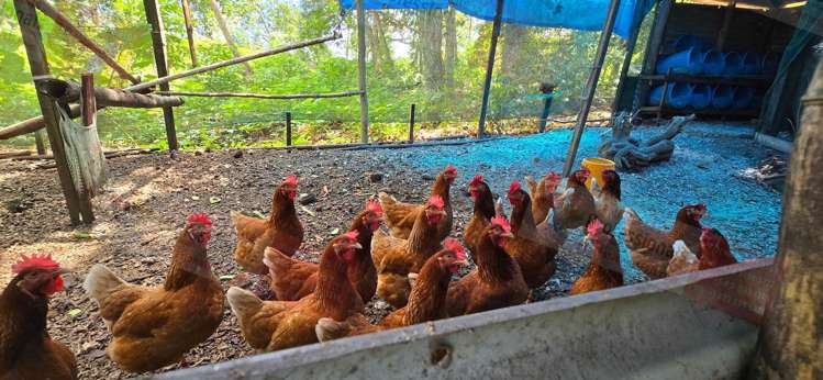 Address withheld Coral Coast_18