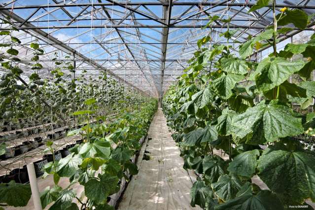 1166 Peak Road Helensville_3