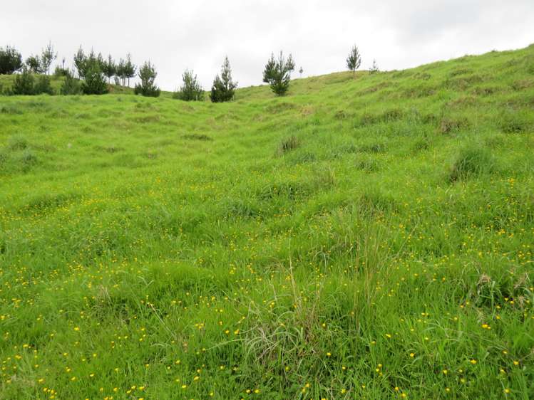 289 Franklin Road Paparoa_16