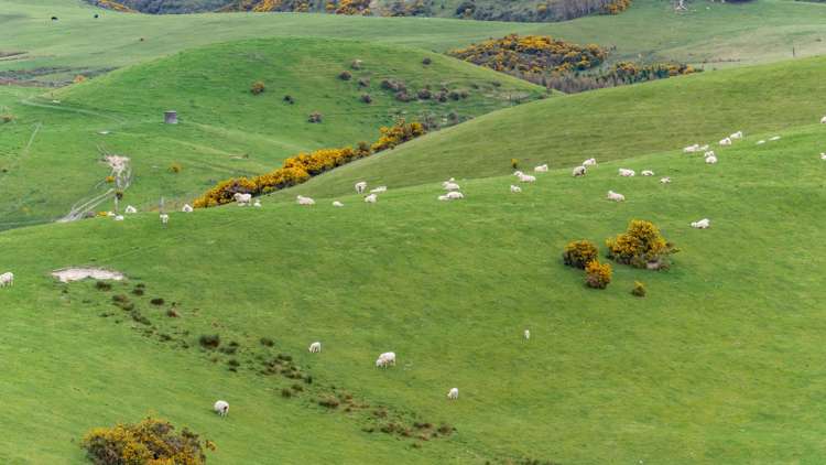 357 Waianiwaniwa Road Sheffield_12