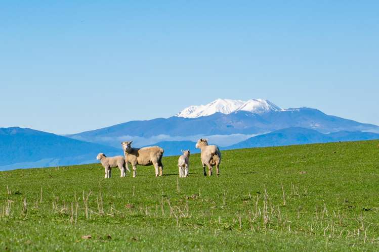 387 Whakaroa Road Kinloch_10