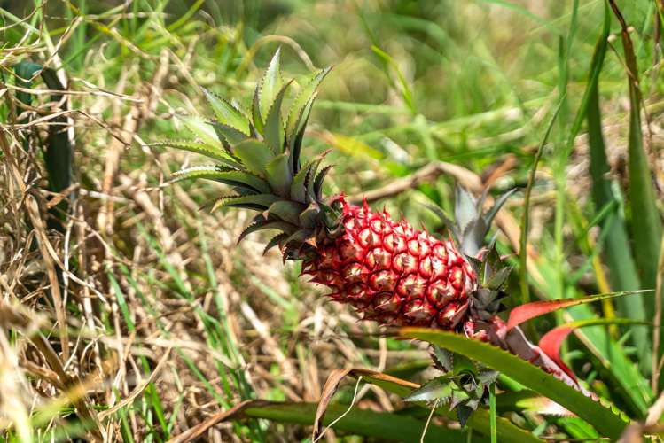 79C Jackson Road Maungatapere_22