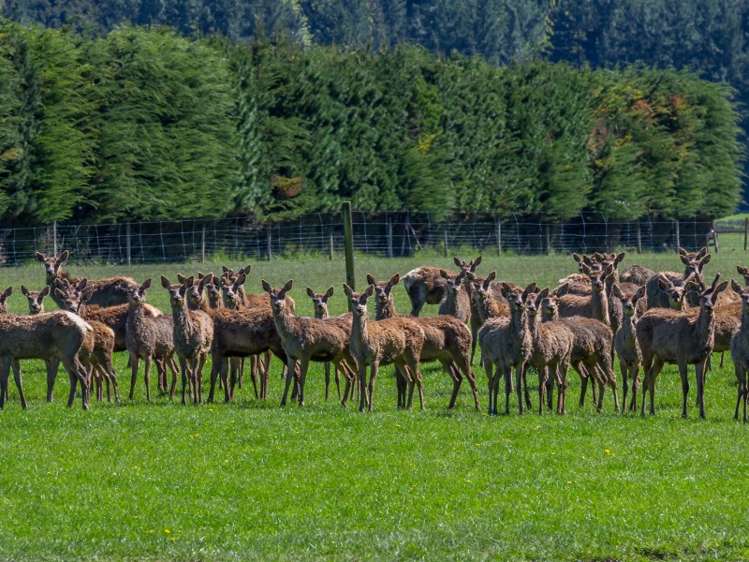 300 Woodbank Road Hanmer Springs_1