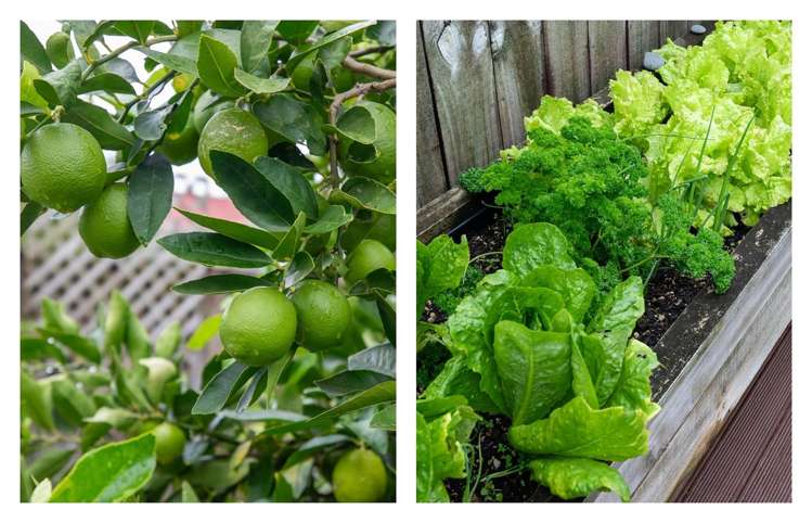 75C Pooles Road Greerton_19