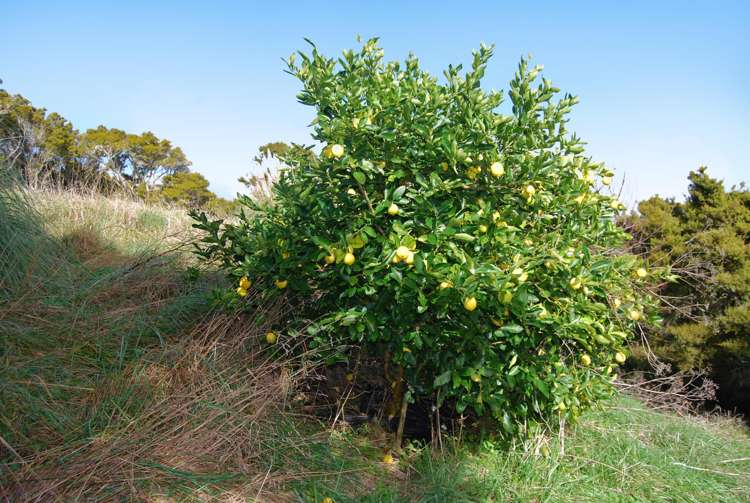 542e Oneriri Road Kaiwaka_11