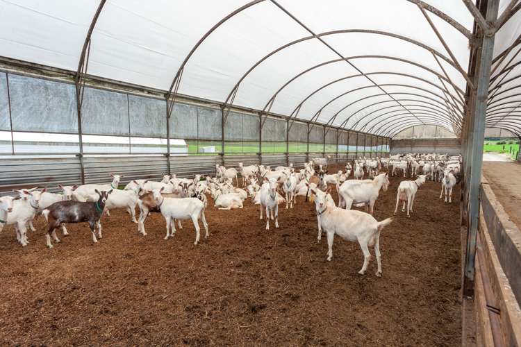 224 Herbert Road Morrinsville_13