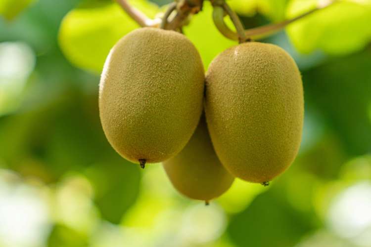 73 Orchard Road Edgecumbe_10