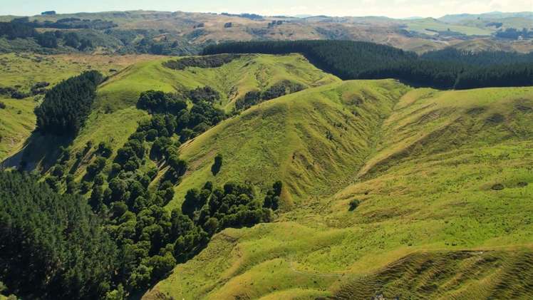 1543 Annedale Road Tinui_5