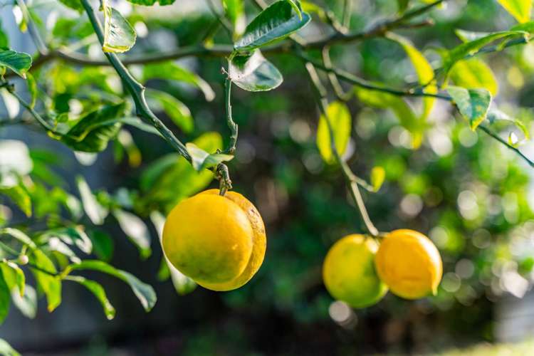 61 Molesworth Drive Mangawhai_28