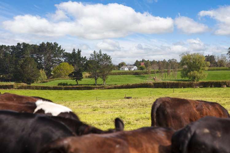 334 Okauia Springs Road Okauia_14