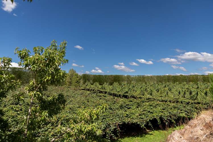 331 Maniatutu Road Pongakawa_3