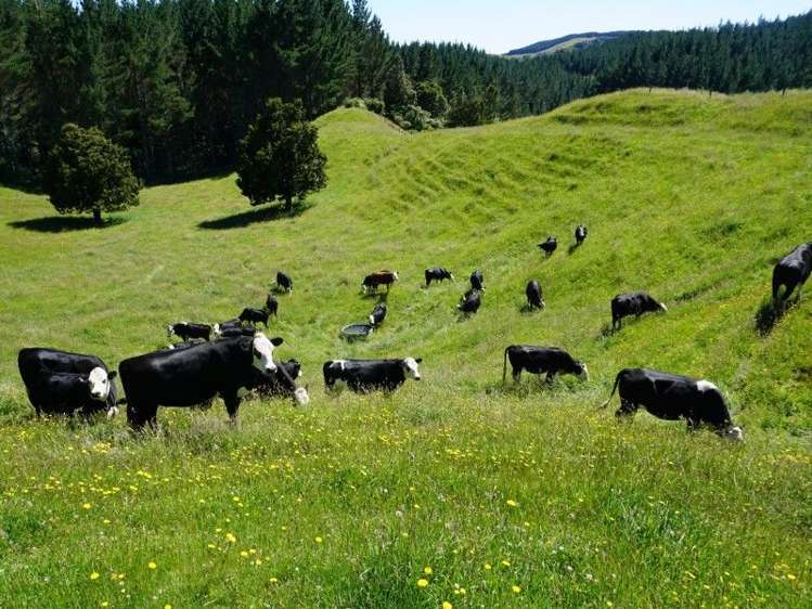 1788 Manawahe Road Manawahe_16