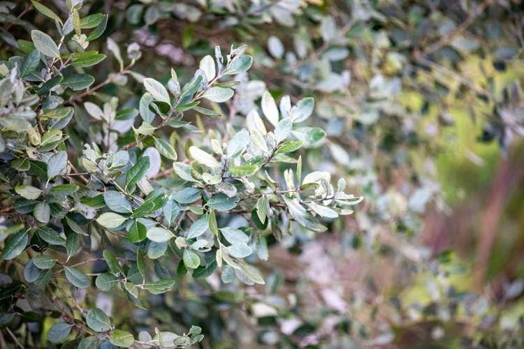 147 Renown Road Waikokowai_51