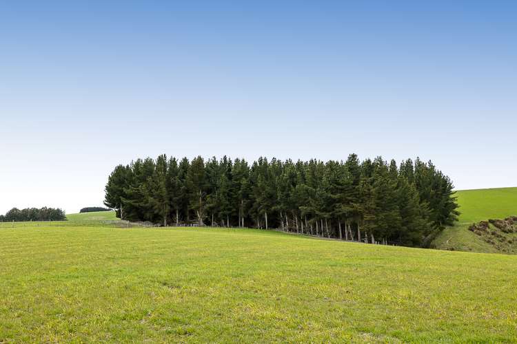 675 Black Bridge Road Clutha_10