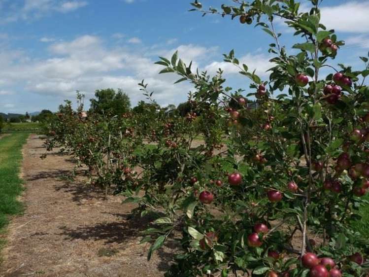 165a State Highway 1 Awanui_9