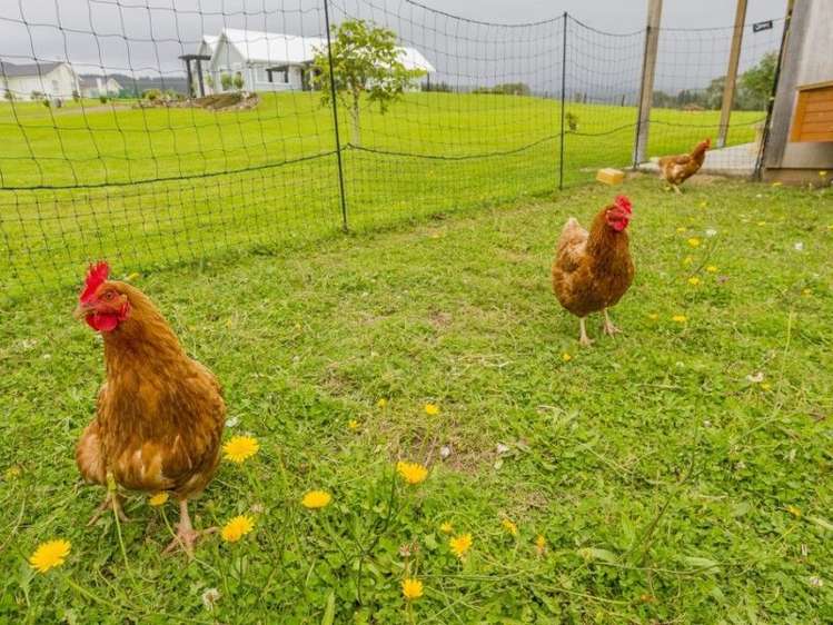 30 Ketemaringi Way Manakau_16