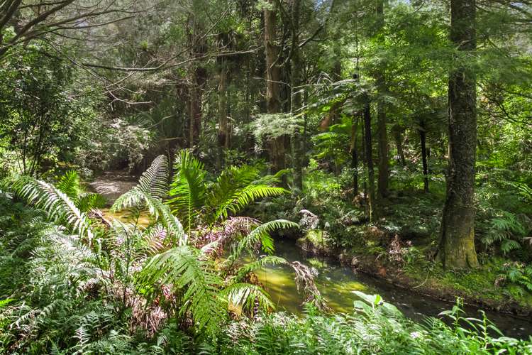 5816 Mangakahia Road Awarua_29